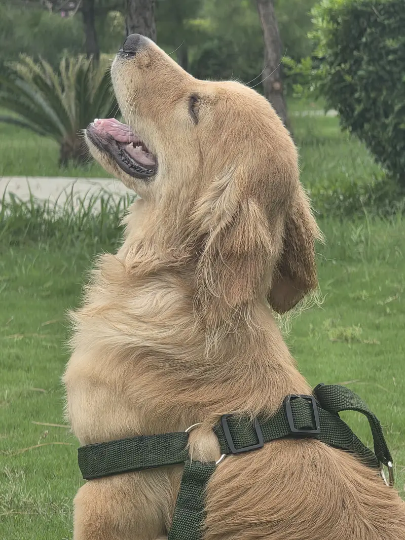 Golden retriver puppy for sale. — photo 10
