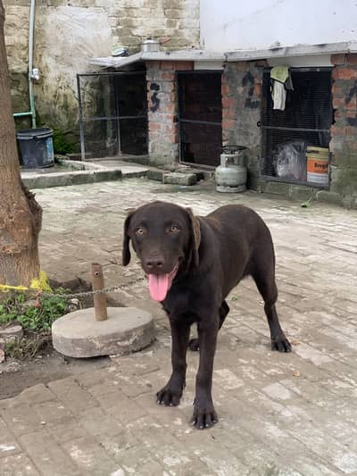 Labrador