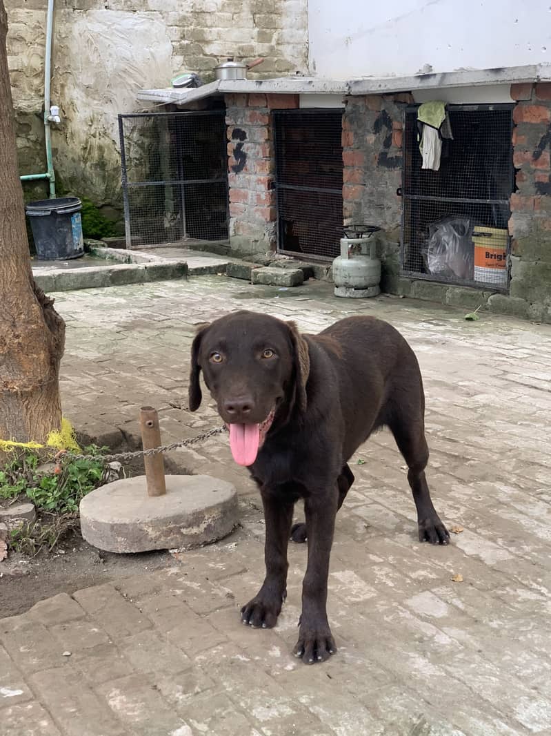 Labrador 0