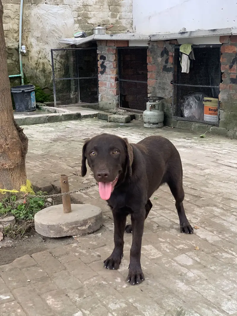 Labrador
