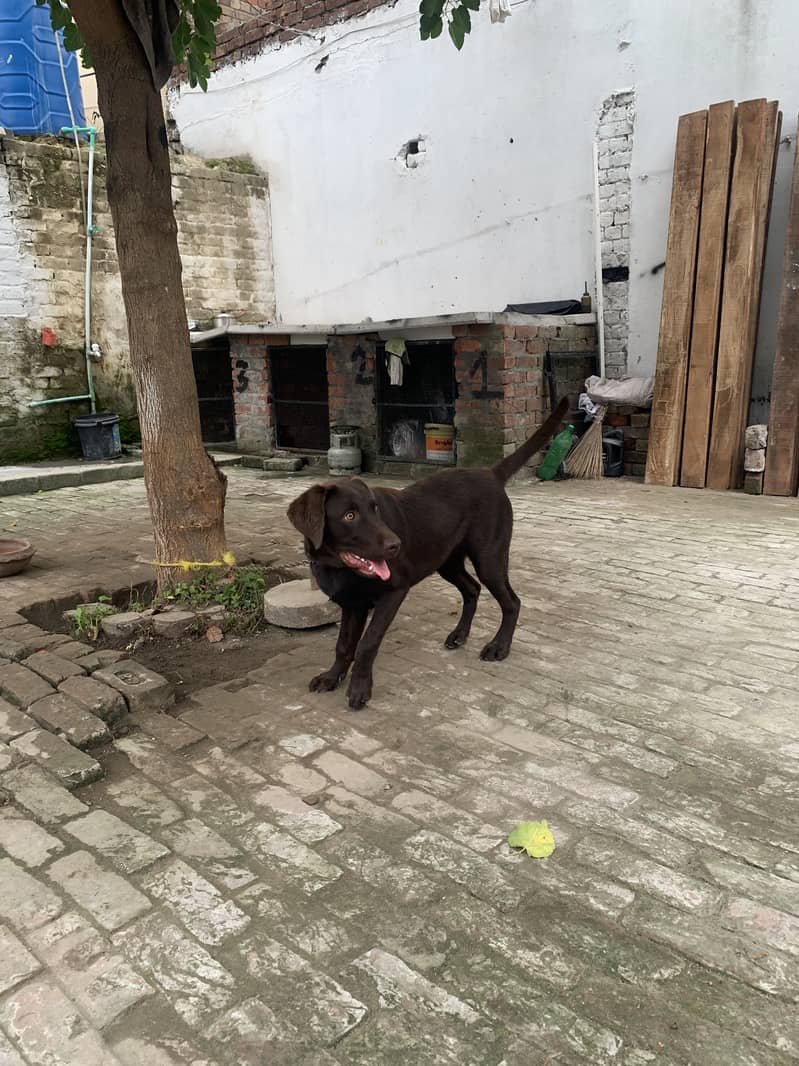 Labrador 1