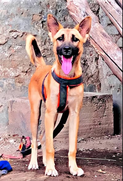 bhagyari female Full security dog