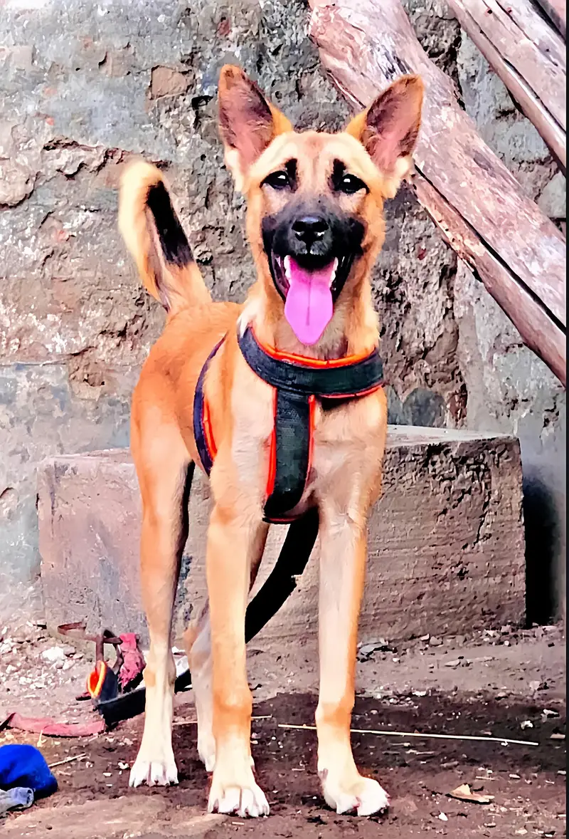 bhagyari female Full security dog