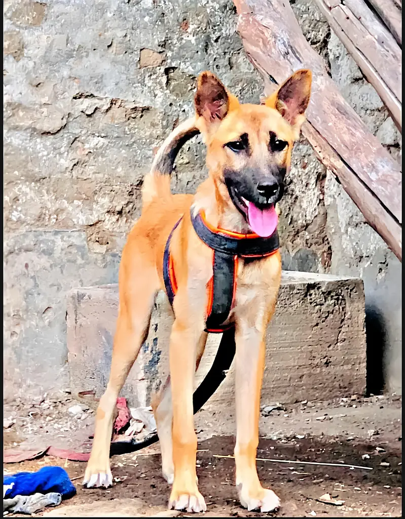 bhagyari female Full security dog — photo 2
