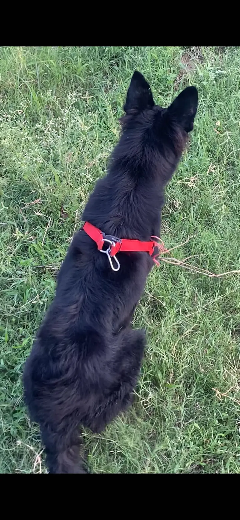 BLACK GERMAN SHEPHERD LONG COAT female