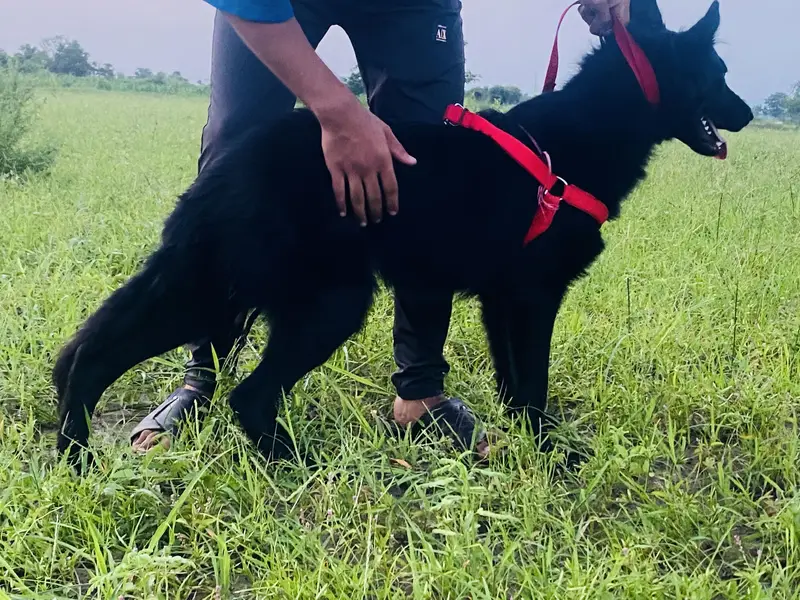 BLACK GERMAN SHEPHERD LONG COAT female — photo 2