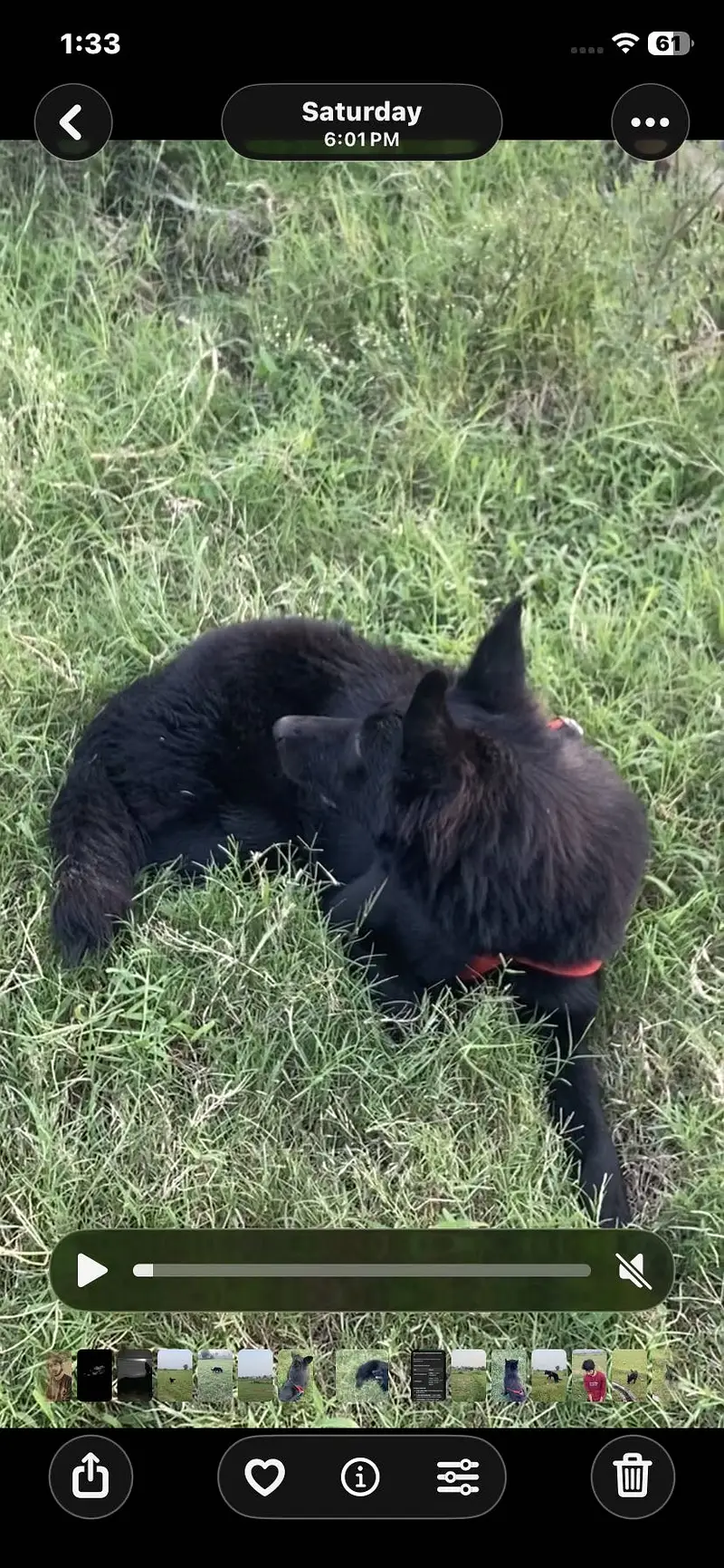 BLACK GERMAN SHEPHERD LONG COAT female — photo 3