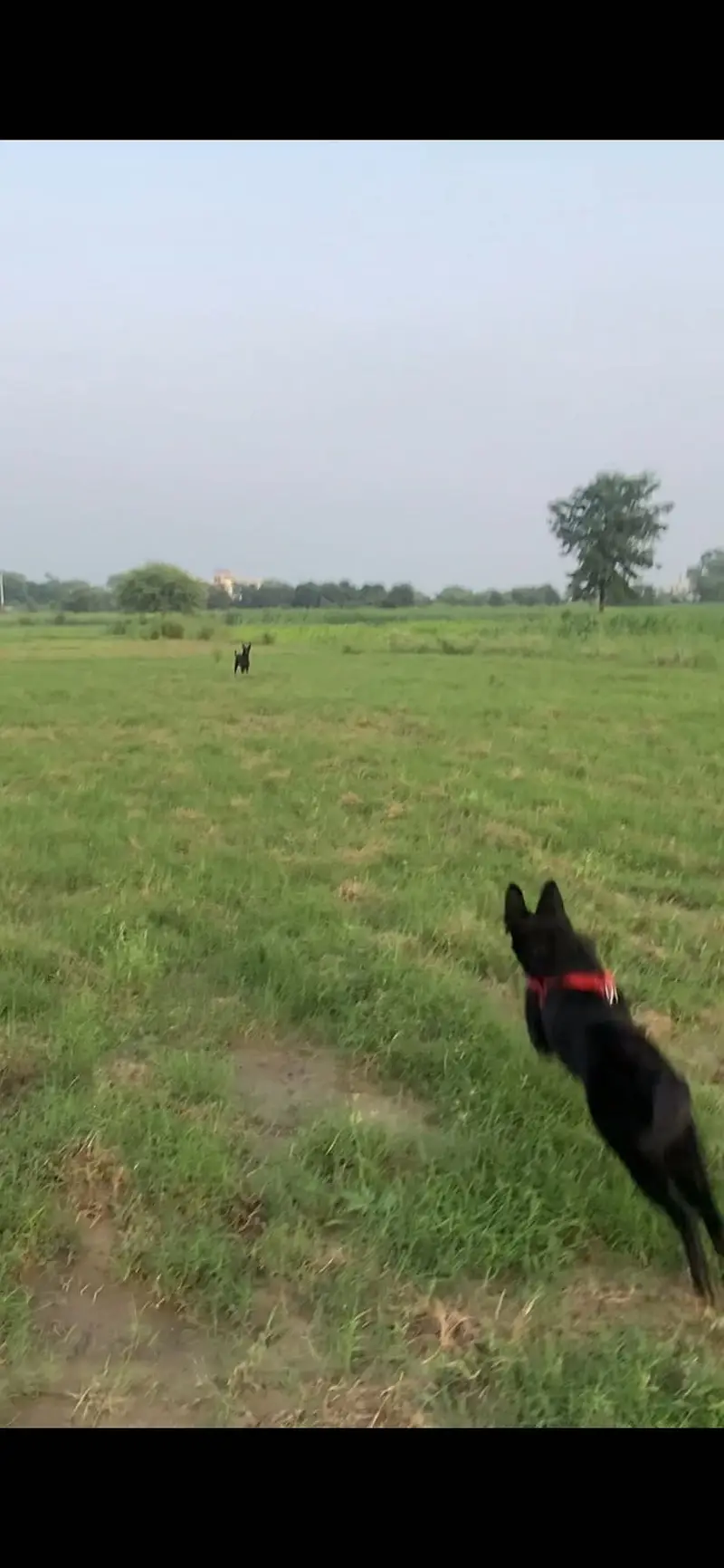 BLACK GERMAN SHEPHERD LONG COAT female — photo 4