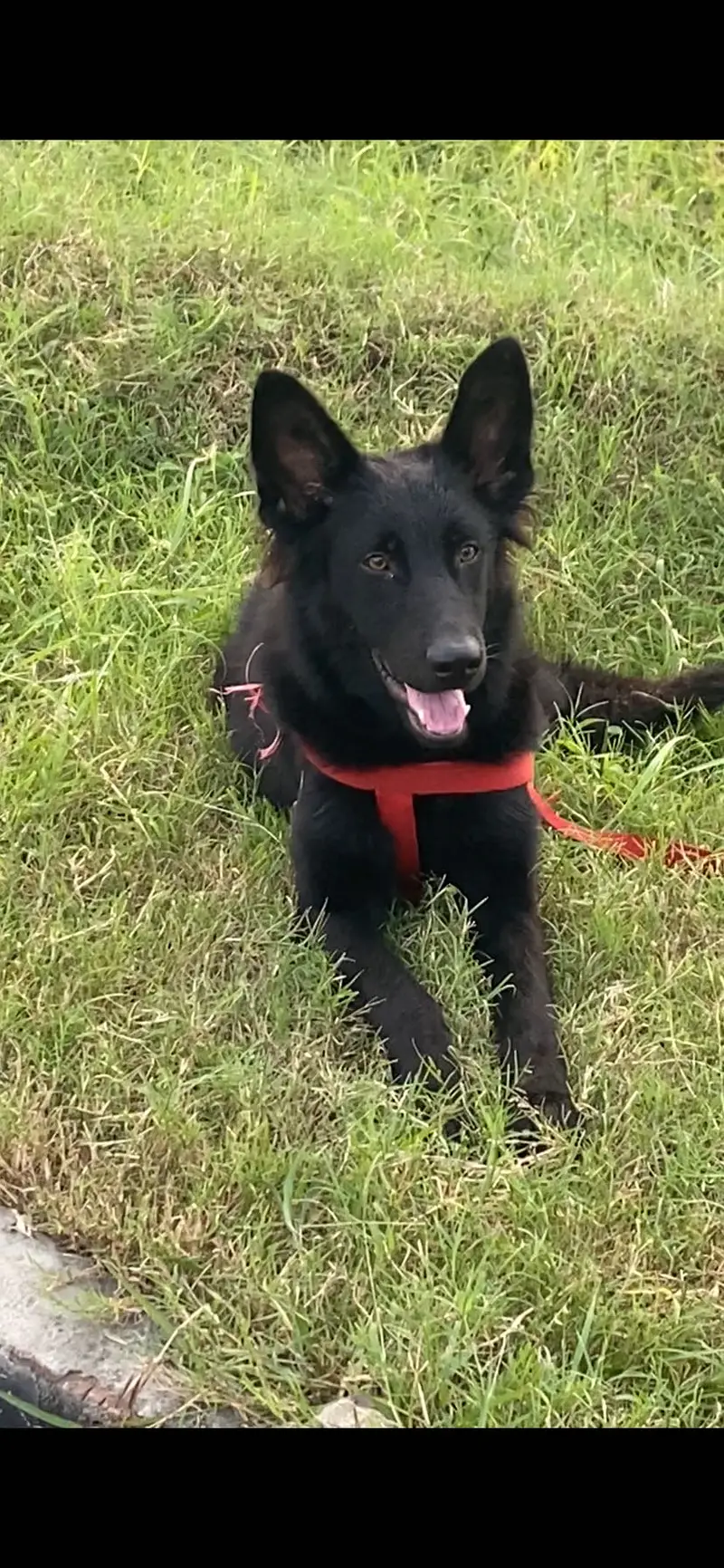 BLACK GERMAN SHEPHERD LONG COAT female — photo 5