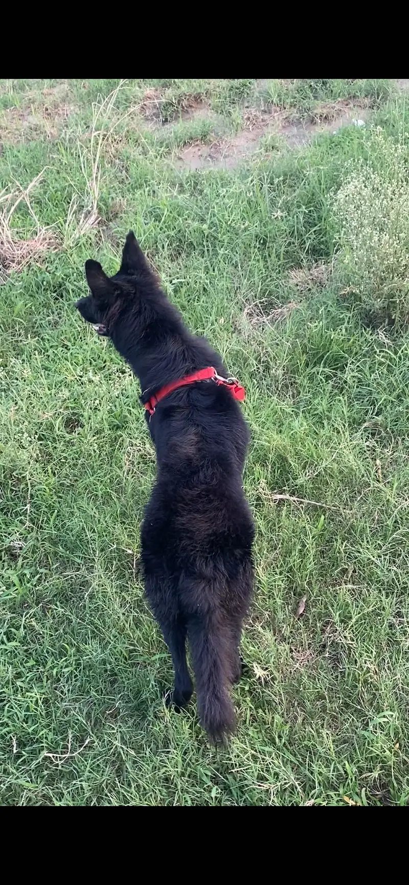 BLACK GERMAN SHEPHERD LONG COAT female — photo 6