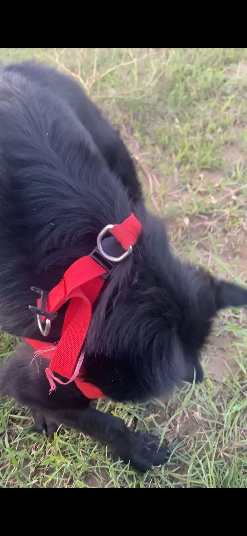 BLACK GERMAN SHEPHERD LONG COAT female — photo 7