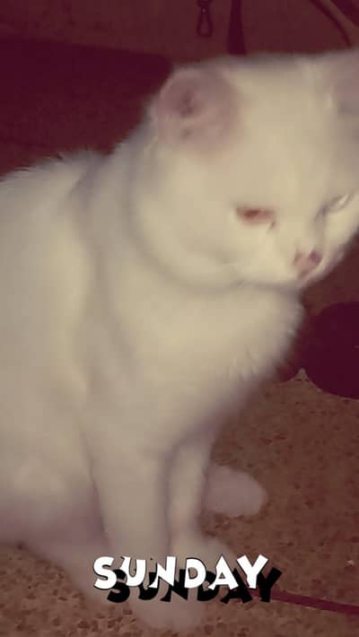Persian Turkish angora male cat