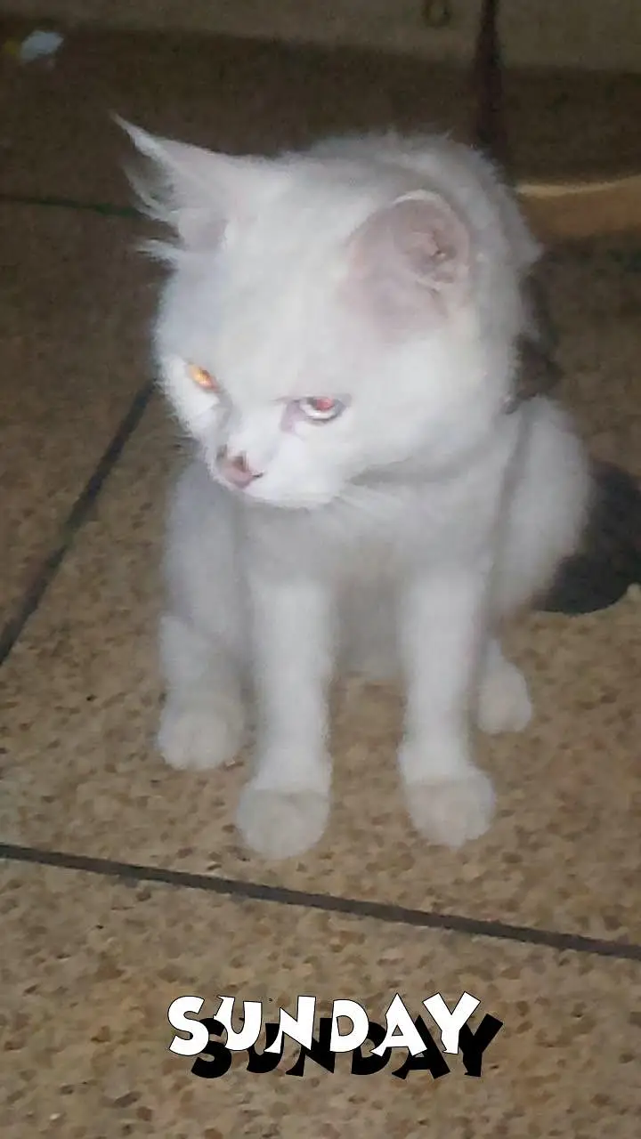 Persian Turkish angora male cat — photo 2