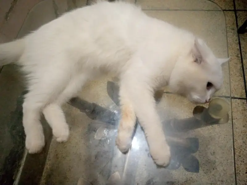 Persian Turkish angora male cat — photo 3