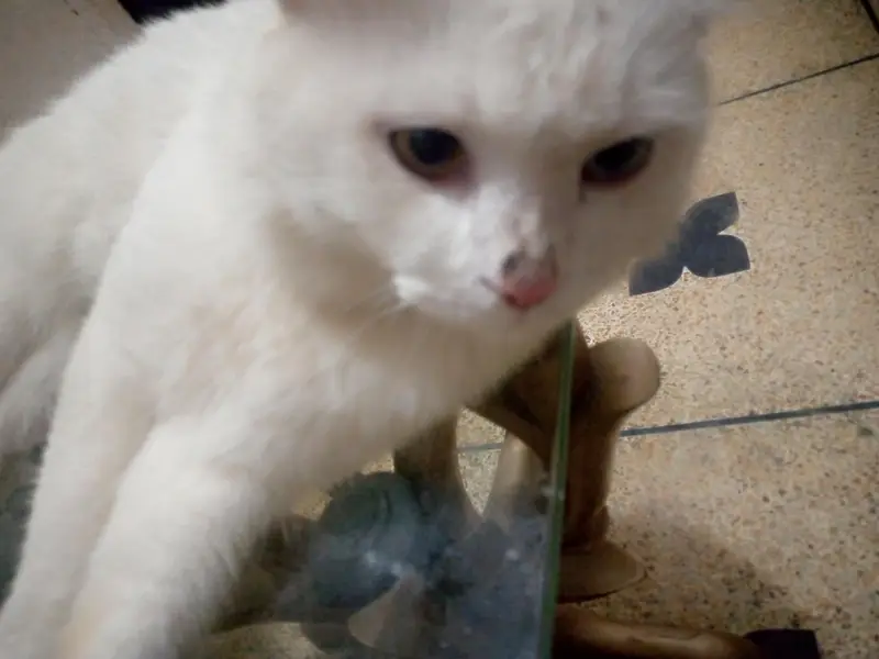 Persian Turkish angora male cat — photo 4