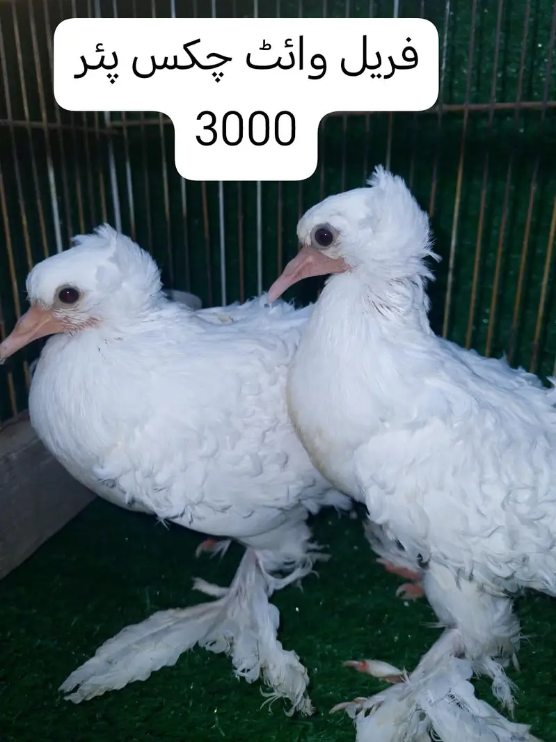 White Frill Pairs — photo 4