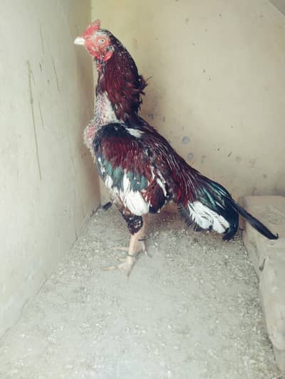 active chicks available