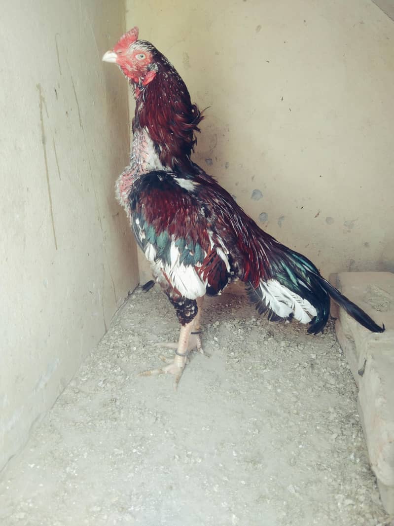 active chicks available 0