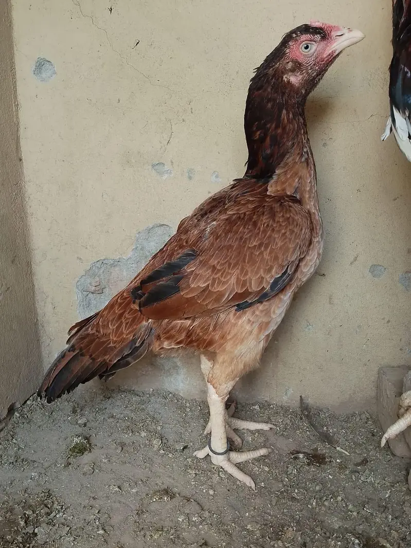 active chicks available — photo 2