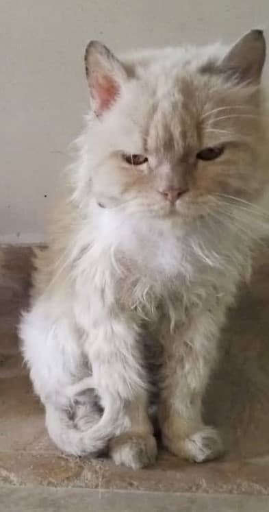  Two Persian Cats Looking for Their Forever Home 
