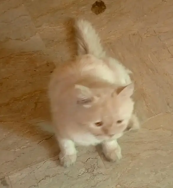  Two Persian Cats Looking for Their Forever Home  — photo 2