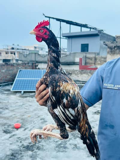 heigh quality bangum patha for sale
