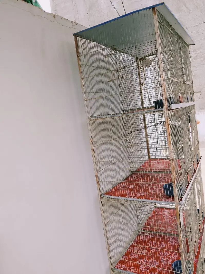 Birds cage — photo 3