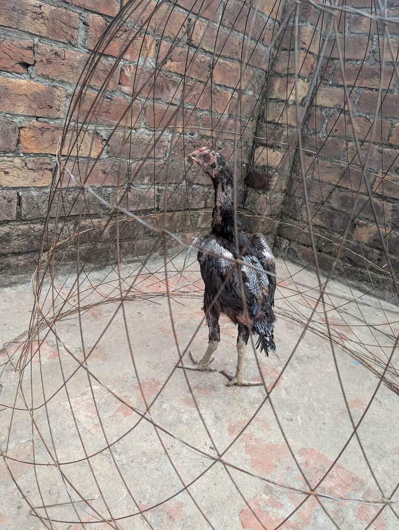 all setup sell 6