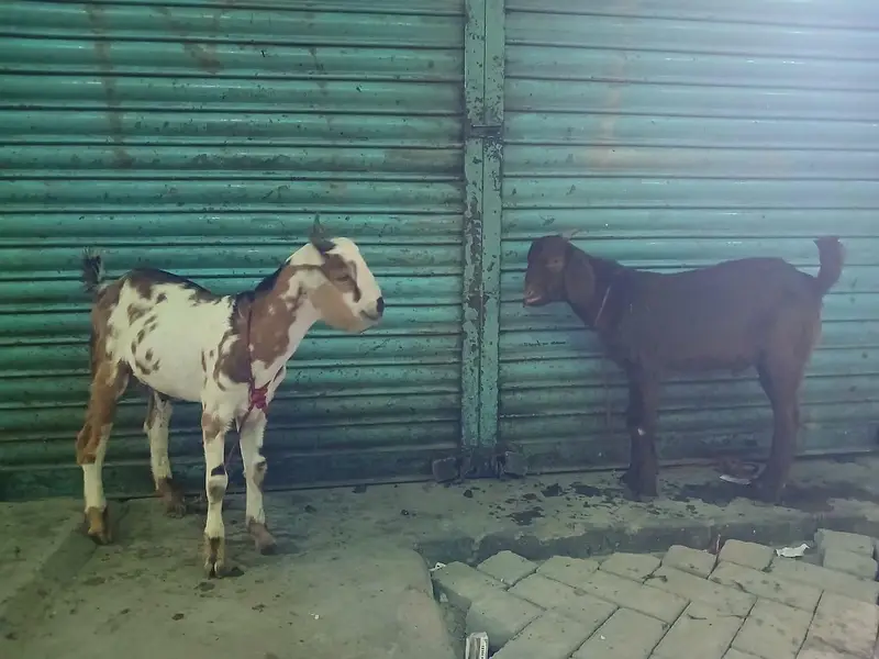 tapre jori — photo 2