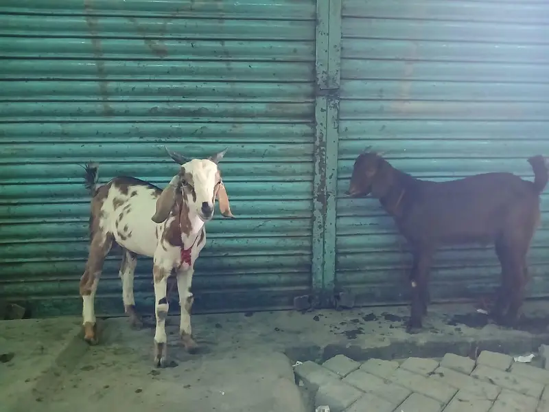 tapre jori — photo 3