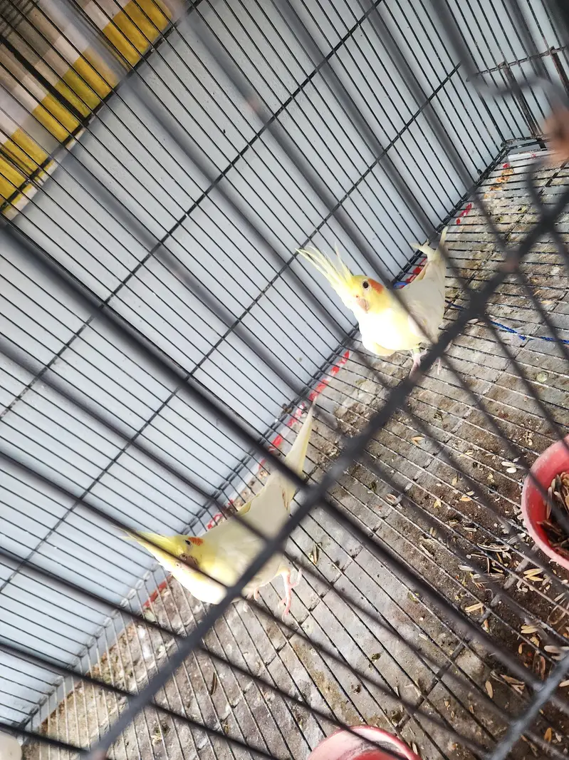 common white coctail pair and 2 females for sale — photo 2