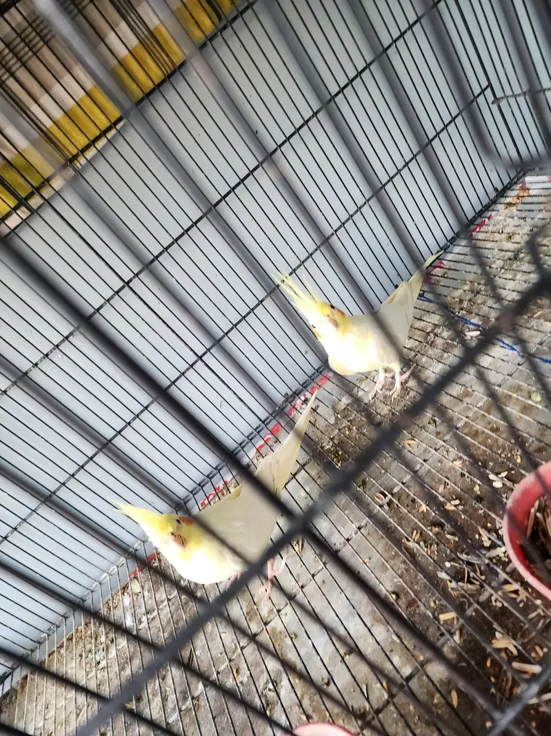 common white coctail pair and 2 females for sale — photo 3