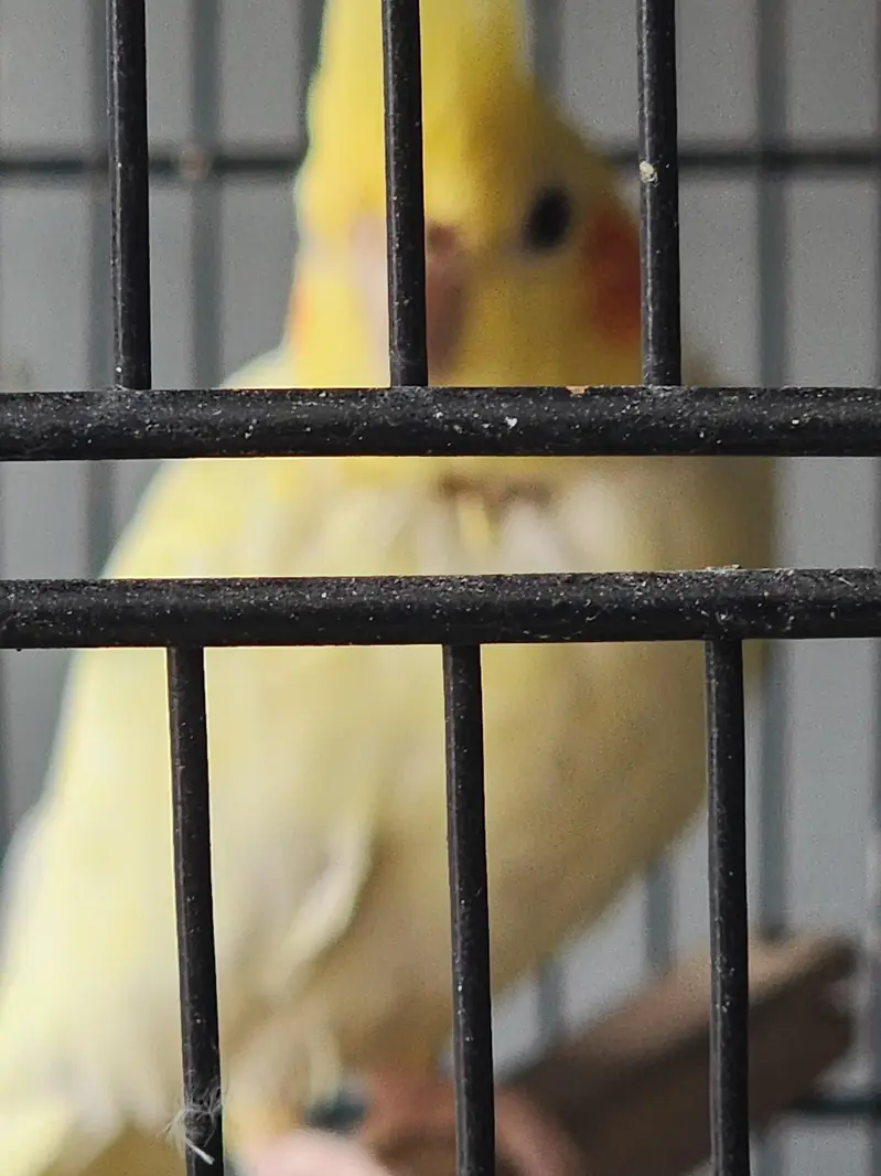 common white coctail pair and 2 females for sale — photo 4