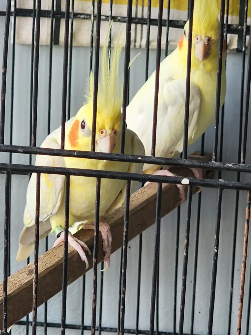 common white coctail pair and 2 females for sale — photo 5