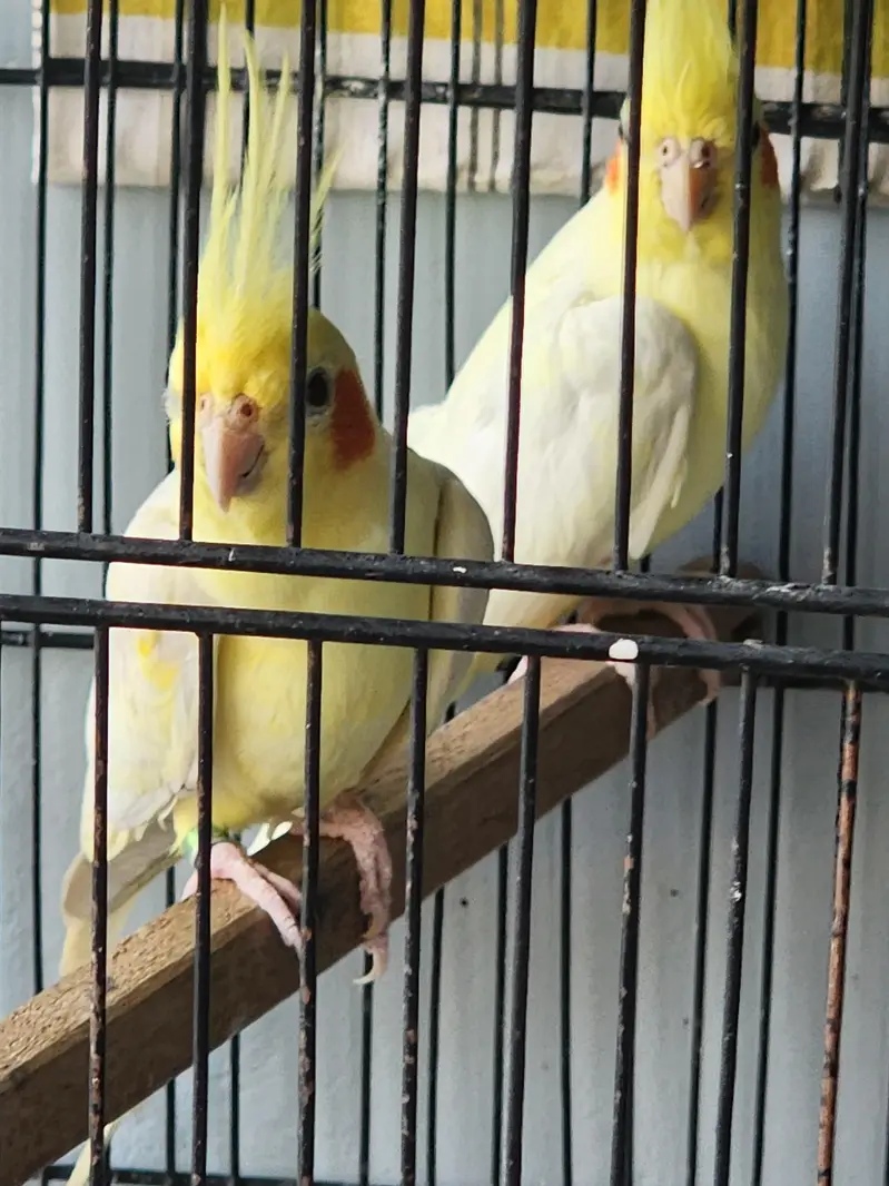 common white coctail pair and 2 females for sale — photo 6