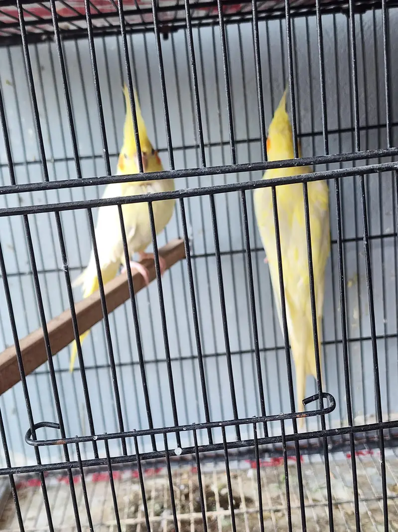 common white coctail pair and 2 females for sale — photo 7
