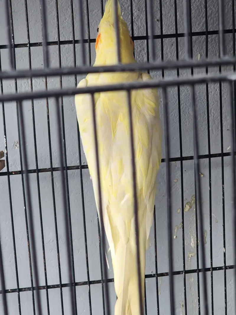 common white coctail pair and 2 females for sale — photo 8