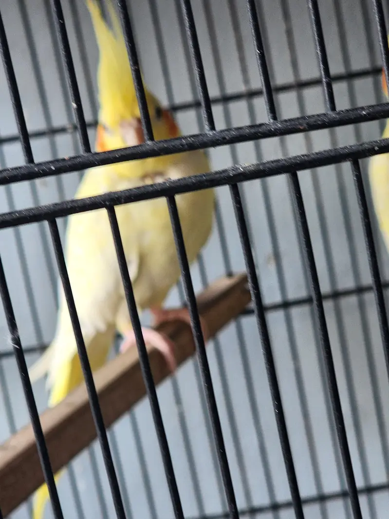 common white coctail pair and 2 females for sale — photo 9