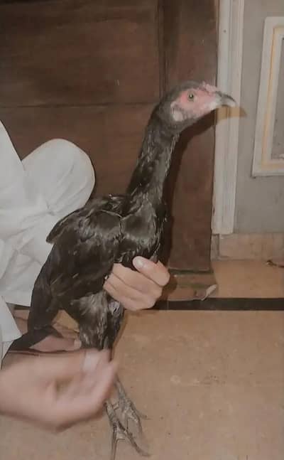 Burmi Pakoye female for sale young healthy active