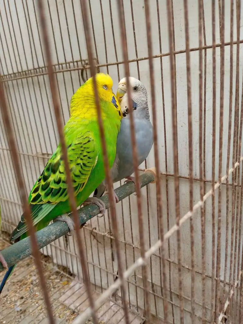 Rainbow Exhibition se nikly hue King Size pair — photo 4
