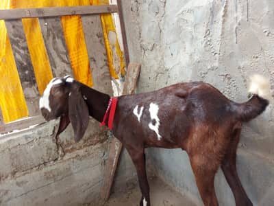 beetal bakri