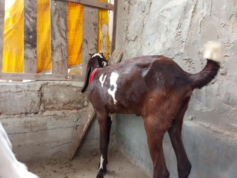 beetal bakri — photo 2