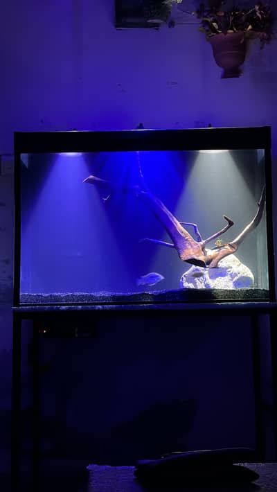 Fish Aquarium With Back Sump 