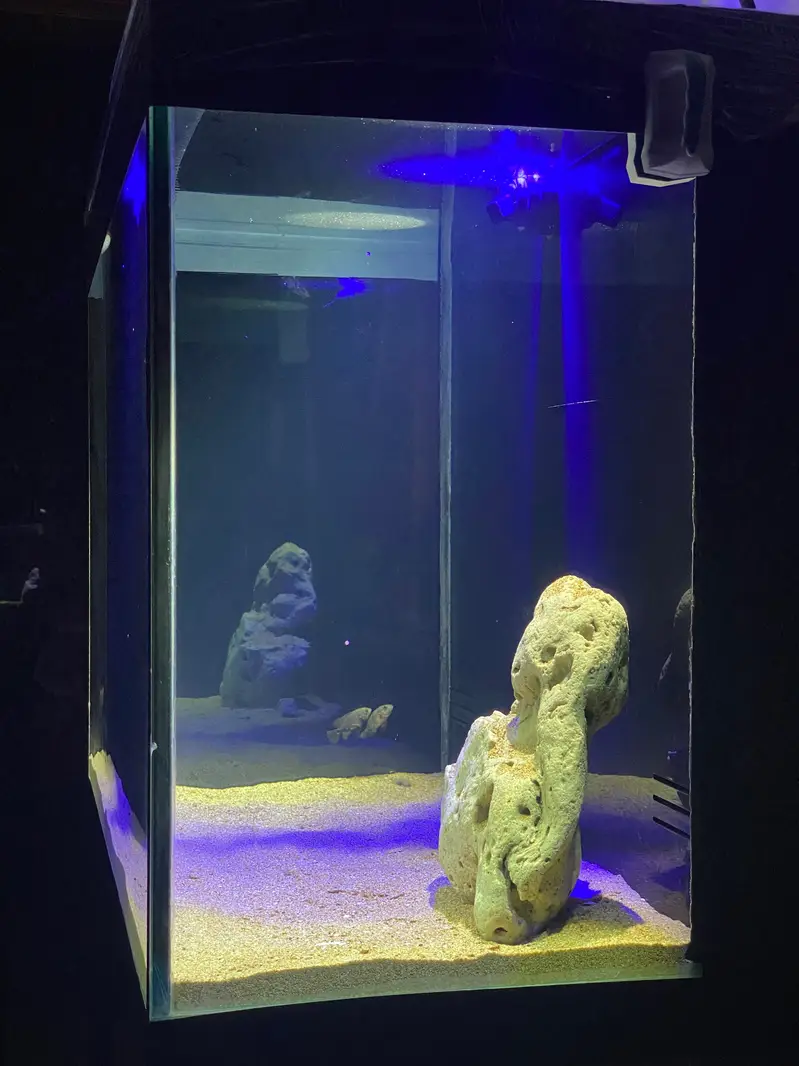 Fish Aquarium With Back Sump  — photo 4