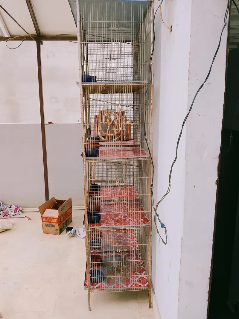 birds cage — photo 3