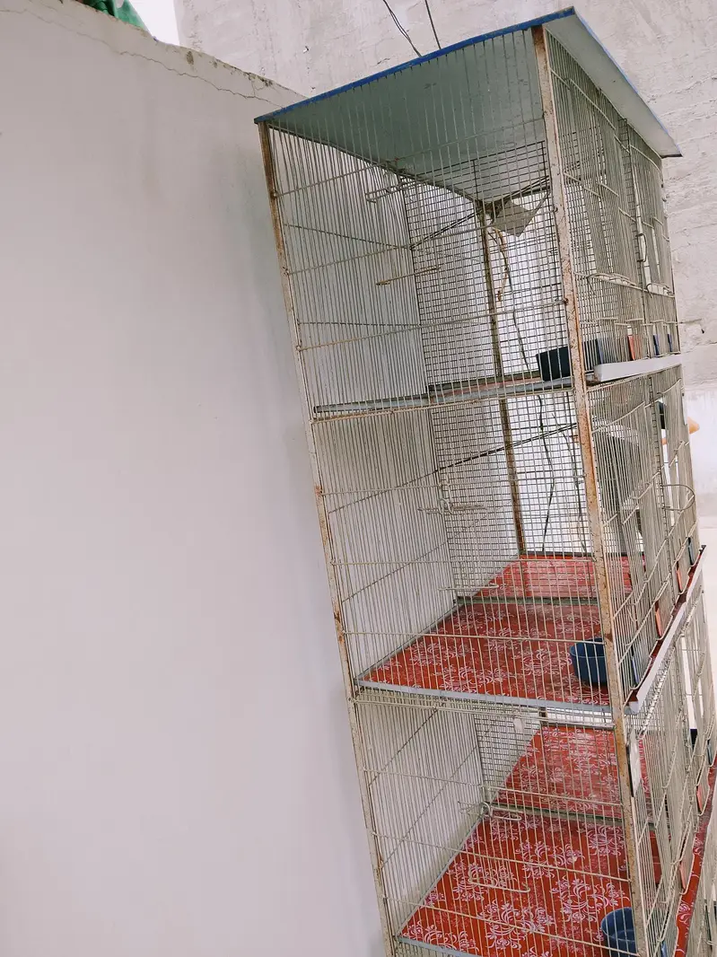 birds cage — photo 4