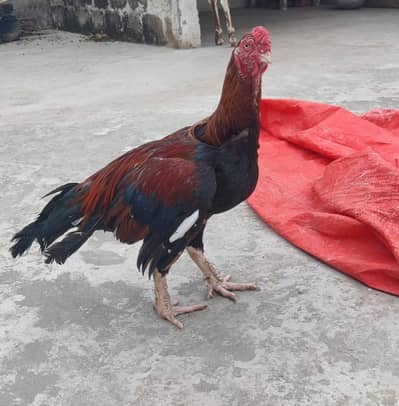 Premium Quality Aseel Murga for Sale