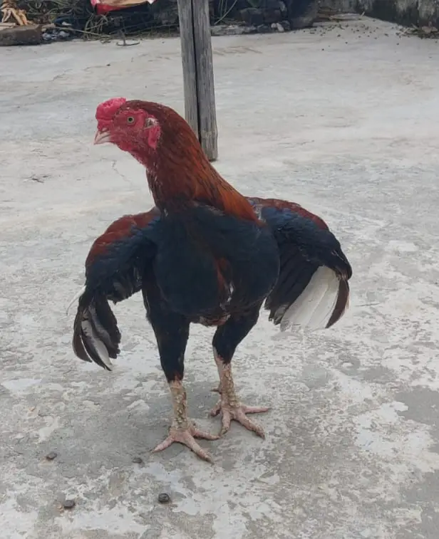 Premium Quality Aseel Murga for Sale — photo 2