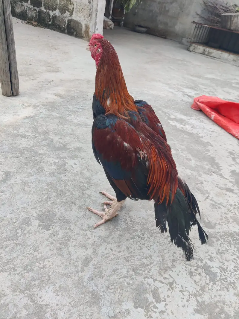 Premium Quality Aseel Murga for Sale — photo 3