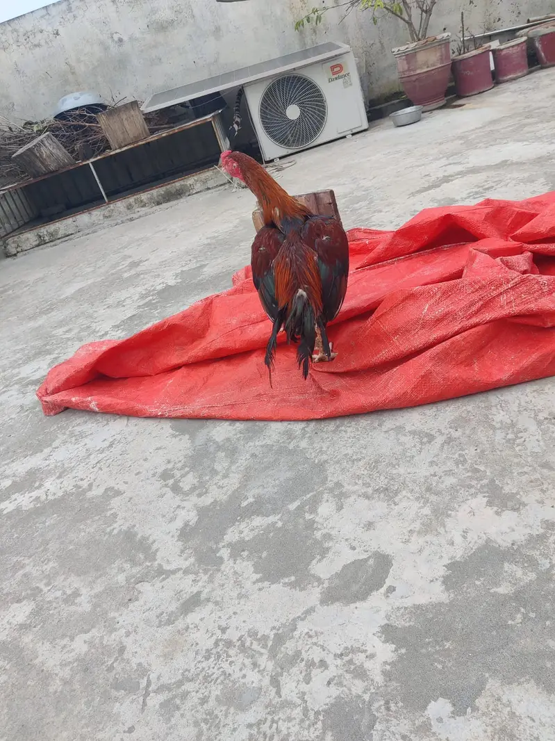 Premium Quality Aseel Murga for Sale — photo 4